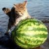 meloncat